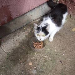 Подробнее об объявлении «Москва Найдена кошка черно-белая» Фото: найдена кошка  «Москва Найдена кошка черно-белая» в г. Москва