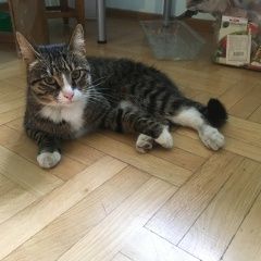 Подробнее об объявлении «Найдена кошка рыбацкое метро Санкт-Петербург» Фото: найдена кошка  «Найдена кошка рыбацкое метро Санкт-Петербург» в г. Санкт-Петербург