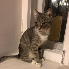 Подробнее об объявлении «Обнинск Найден кот 2-3 мес» Фото: найдена кошка  «Обнинск Найден кот 2-3 мес» в г. Обнинск