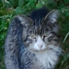 Подробнее об объявлении «Москва Найден кот» Фото: найдена кошка  «Москва Найден кот» в г. Москва