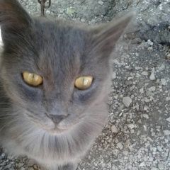 Подробнее об объявлении «Найден кот Красноперекопск» Фото: найдена кошка  «Найден кот Красноперекопск» в г. Красноперекопск