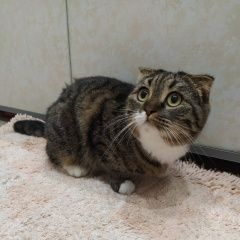 Подробнее об объявлении «Химки Найдена кошка» Фото: найдена кошка  «Химки Найдена кошка» в г. Химки