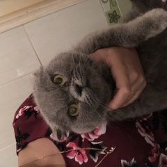 Подробнее об объявлении «Брянск Найдена кошка» Фото: найдена кошка  «Брянск Найдена кошка» в г. Брянск