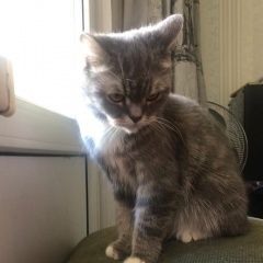 Подробнее об объявлении «Москва Найдена кошка» Фото: найдена кошка  «Москва Найдена кошка» в г. Москва