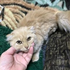 Подробнее об объявлении «Найдена кошка-подоосток Мытищи» Фото: найдена кошка  «Найдена кошка-подоосток Мытищи» в г. Мытищи