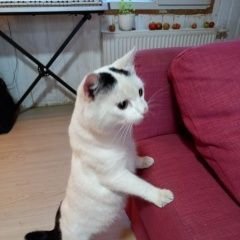 Подробнее об объявлении «Москва Найден кот» Фото: найдена кошка  «Москва Найден кот» в г. Москва