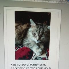 Подробнее об объявлении «Покров Найдена кошка указано на фотке» Фото: найдена кошка  «Покров Найдена кошка указано на фотке» в г. Покров