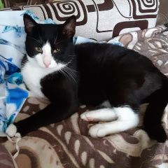 Подробнее об объявлении «Москва Найден кот потеряшка» Фото: найдена кошка  «Москва Найден кот потеряшка» в г. Москва