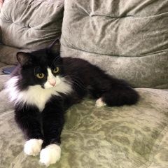 Подробнее об объявлении «Москва Найден кот» Фото: найдена кошка  «Москва Найден кот» в г. Москва