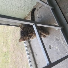 Подробнее об объявлении «Найдена кошка котенок Балашиха» Фото: найдена кошка  «Найдена кошка котенок Балашиха» в г. Балашиха