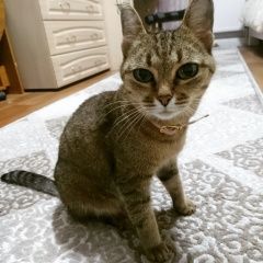 Подробнее об объявлении «Найдена кошка Чебоксары» Фото: найдена кошка  «Найдена кошка Чебоксары» в г. Чебоксары