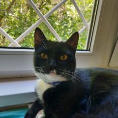 Подробнее об объявлении «Москва Найдена кошка» Фото: найдена кошка  «Москва Найдена кошка» в г. Москва