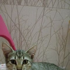 Подробнее об объявлении «Краснодар Найдена кошка» Фото: найдена кошка  «Краснодар Найдена кошка» в г. Краснодар