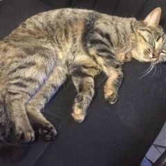 Подробнее об объявлении «Найдена кошка на канонерском острове Санкт-Петербург» Фото: найдена кошка  «Найдена кошка на канонерском острове...» в г. Санкт-Петербург