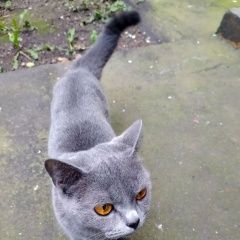 Подробнее об объявлении «Москва Найдена кошка» Фото: найдена кошка  «Москва Найдена кошка» в г. Москва