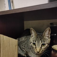 Подробнее об объявлении «Найден кот срочно Комсомольск-на-Амуре» Фото: найдена кошка  «Найден кот срочно Комсомольск-на-Амуре» в г. Комсомольск-на-Амуре