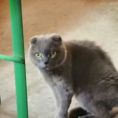 Подробнее об объявлении «Липецк Найдена кошка» Фото: найдена кошка Британская короткошерстная «Липецк Найдена кошка» в г. Липецк