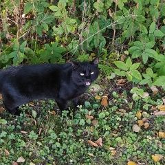 Подробнее об объявлении «Найден кот черный кот. Мытищи» Фото: найдена кошка  «Найден кот черный кот. Мытищи» в г. Мытищи