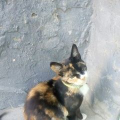 Подробнее об объявлении «Краснодар Найдена кошка черепахово окраса с ошейни» Фото: найдена кошка  «Краснодар Найдена кошка черепахово окраса с ошейни» в г. Краснодар