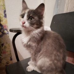 Подробнее об объявлении «Найдена кошка ищем хозяев Санкт-Петербург» Фото: найдена кошка  «Найдена кошка ищем хозяев Санкт-Петербург» в г. Санкт-Петербург