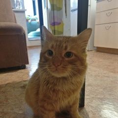 Подробнее об объявлении «Найден кот Санкт-Петербург» Фото: найдена кошка  «Найден кот Санкт-Петербург» в г. Санкт-Петербург