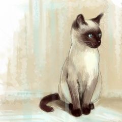 Подробнее об объявлении «Найдена кошка Санкт-Петербург» Фото: найдена кошка  «Найдена кошка Санкт-Петербург» в г. Санкт-Петербург