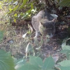 Подробнее об объявлении «Пенза Найдена кошка скорее кот, серый» Фото: найдена кошка  «Пенза Найдена кошка скорее кот, серый» в г. Пенза