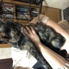 Подробнее об объявлении «Москва Найдена кошка бегала в районе ттк м.бауманская» Фото: найдена кошка  «Москва Найдена кошка бегала в районе ттк...» в г. Москва