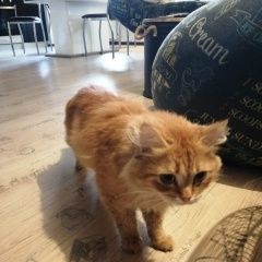 Подробнее об объявлении «Екатеринбург Найдена кошка» Фото: найдена кошка  «Екатеринбург Найдена кошка» в г. Екатеринбург