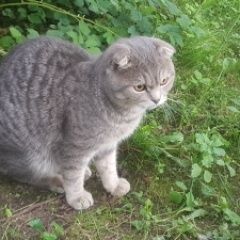 Подробнее об объявлении «Найден кот 23 августа Софрино» Фото: найдена кошка  «Найден кот 23 августа Софрино» в г. Софрино