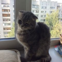 Подробнее об объявлении «Найден котик   Нижний Новгород» Фото: найдена кошка  «Найден котик   Нижний Новгород» в г. Нижний Новгород