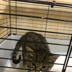 Подробнее об объявлении «Москва Найдена кошка котенок» Фото: найдена кошка  «Москва Найдена кошка котенок» в г. Москва