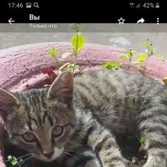 Подробнее об объявлении «Москва Найдена кошка котенок» Фото: найдена кошка  «Москва Найдена кошка котенок» в г. Москва