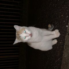 Подробнее об объявлении «Москва Найдена кошка нашлась кошка» Фото: найдена кошка  «Москва Найдена кошка нашлась кошка» в г. Москва