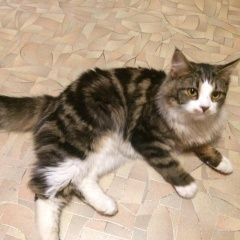 Подробнее об объявлении «Нижний Тагил Найдена кошка..» Фото: найдена кошка  «Нижний Тагил Найдена кошка..» в г. Нижний Тагил