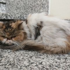 Подробнее об объявлении «Москва Найдена кошка» Фото: найдена кошка  «Москва Найдена кошка» в г. Москва