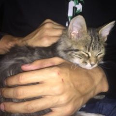 Подробнее об объявлении «Липецк Найдена кошка с красным ошейником» Фото: найдена кошка  «Липецк Найдена кошка с красным ошейником» в г. Липецк