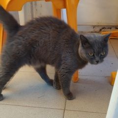 Подробнее об объявлении «Найдена кошка Анапа» Фото: найдена кошка  «Найдена кошка Анапа» в г. Анапа