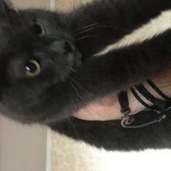 Подробнее об объявлении «Москва Найдена кошка» Фото: найдена кошка  «Москва Найдена кошка» в г. Москва