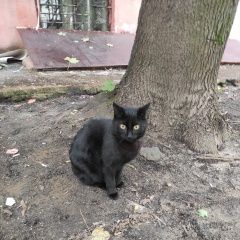 Подробнее об объявлении «Москва Найдена кошка черный кот» Фото: найдена кошка  «Москва Найдена кошка черный кот» в г. Москва
