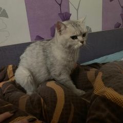 Подробнее об объявлении «Москва Найдена кошка кошечка.» Фото: найдена кошка Британская короткошерстная «Москва Найдена кошка кошечка.» в г. Москва