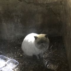 Подробнее об объявлении «Москва Найдена кошка или кот» Фото: найдена кошка  «Москва Найдена кошка или кот» в г. Москва