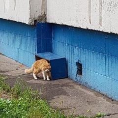 Подробнее об объявлении «Москва Найдена кошка солнцево» Фото: найдена кошка  «Москва Найдена кошка солнцево» в г. Москва