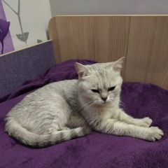 Подробнее об объявлении «Москва Найдена кошка» Фото: найдена кошка Британская короткошерстная «Москва Найдена кошка» в г. Москва
