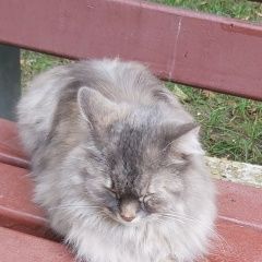 Подробнее об объявлении «Москва Найдена кошка» Фото: найдена кошка  «Москва Найдена кошка» в г. Москва