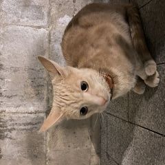 Подробнее об объявлении «Москва Найдена кошка рыжая, молодая с антиблошинным ошейником» Фото: найдена кошка  «Москва Найдена кошка рыжая, молодая с...» в г. Москва