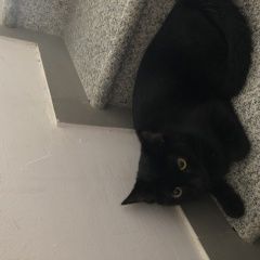 Подробнее об объявлении «Ставрополь Найдена кошка британская кошка 6-8 мес» Фото: найдена кошка Британская короткошерстная «Ставрополь Найдена кошка британская кошка 6-8 мес» в г. Ставрополь