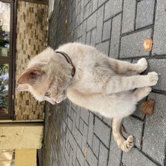 Подробнее об объявлении «Найден кот Анапа» Фото: найдена кошка  «Найден кот Анапа» в г. Анапа