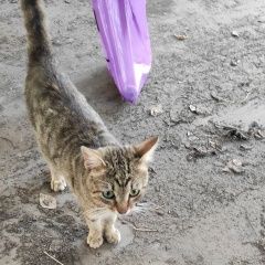 Подробнее об объявлении «Москва Найден кот нагорный район» Фото: найдена кошка  «Москва Найден кот нагорный район» в г. Москва