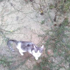 Подробнее об объявлении «Найдена кошка Анапа» Фото: найдена кошка  «Найдена кошка Анапа» в г. Анапа